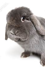 Rabbit on white