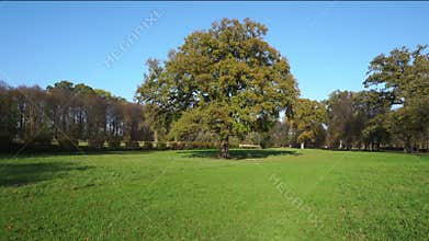Four Seasons Tree - Season weather change throughout the year