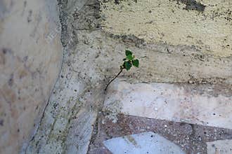 Plant growing in concrete.
