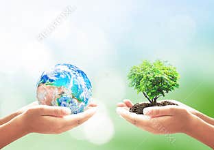 Hands Holding Planet Earth and Growing Green Tree Side by Side for Global Ecology Concept