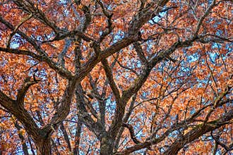 Oak Tree in the Fall