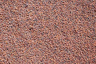 Dried Finger millet