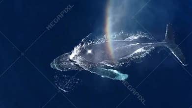 Whale in the ocean  blue whale spouting rainbow 4K HD real shot material