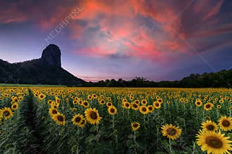 Sunflowe field with mountain on twilight sky at Lop buri province, Thailand
