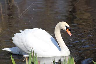 Swan in Rochester