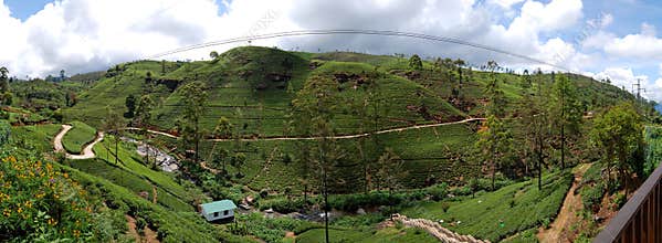 The panorama of tea plantations in Nuwara Eliya