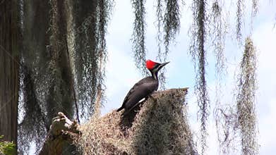 Young Pileated Woodpecker perches on a branch