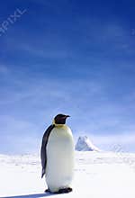 Lone Penguin