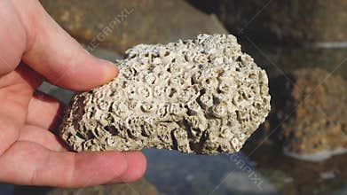 Marine biologist analyzing tropical seashore organism