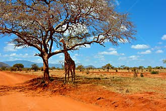 Safari Giraffe