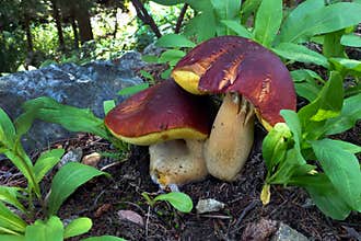 Edible Wild King Bolete Mushroom