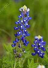 Bluebonnets