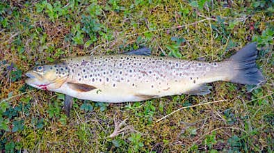 Brown Trout laying on grass.