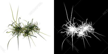 Top view of Plant  Long Lawn Grass 8 Tree png with alpha channel to cutout made with 3D render