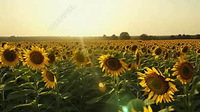 A time-lapse of a sunflower field shows flowers wilting under extreme heatwaves as the once vibrant petals droop under