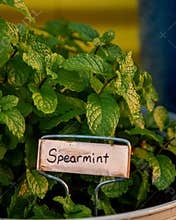 Mint Plants in Pots