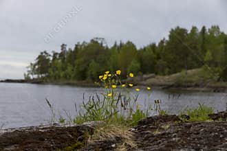 A few buttercup flowers on the lakeshore