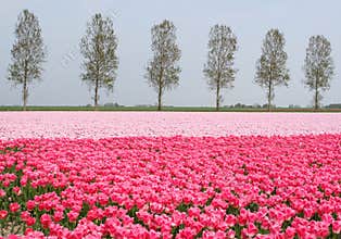 Pink tulips landscape along the touristic bulb route, Noordoostpolder, Flevoland, Netherlands