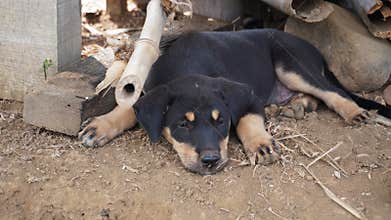 portrait of puppy sleeping on the ground
