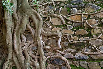 The aerial roots of a ficus tree are embedded between the stones of a wall.