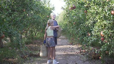 A heartwarming day in an orchard with laughter, apples, and joy