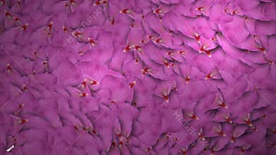 Animated rose petals transition