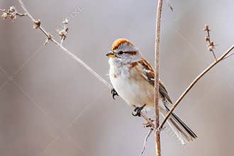 A Small Sparrow Perched On A Twig On A Sunny Day