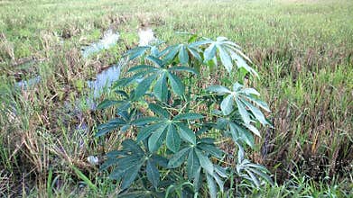 Cassava leaves blowing in the wind