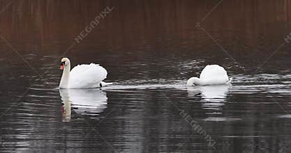Mute swan (Cygnus olor)