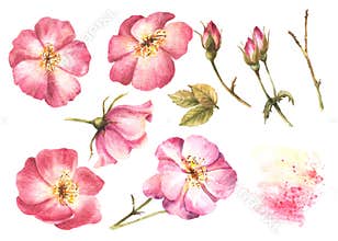 Watercolor rose hip flower set, dog brier rose buds, leaves, stains Hand drawn floral illustration
