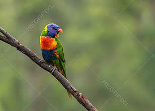 A cheeky Rainbow Lorikeet squawking its dominance while perched on a branch