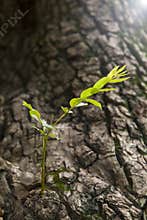 Old tree with new germination