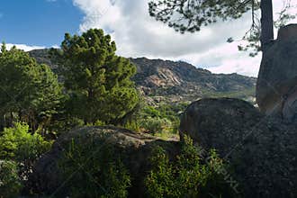 mountains, landscape, view, nature, plants, spring, sunny, flora