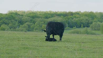 Black Angus Cattle Cows Grazing On Farmland. Cows Grazing On A Green Summer Meadow. Black Angus Cattle In Green Pasture.