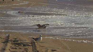 Flock of seagulls on sandy beach by ocean In Porto, Portugal in sunny weather at sunset. Seagulls flying on the beach