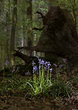 Blue bells in Hallerbos, Belgium