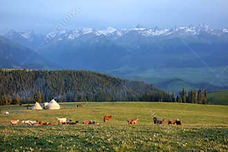 Kalajun grassland with snow mountain in summer