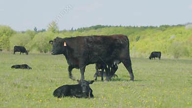 Black Angus Cows Grazing On A Green Summer Meadow. Panorama Of Grazing Cows In A Meadow With Grass.