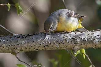 Inquisitive grey wagtail