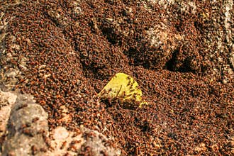 ant colony in the forest carries potato chips for building or eating
