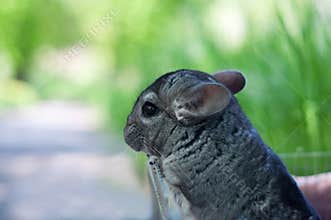 Chinchilla