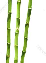 Bamboo