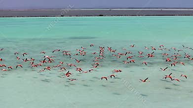 Flamingos Flying At Kralendijk In Bonaire Netherlands Antilles.
