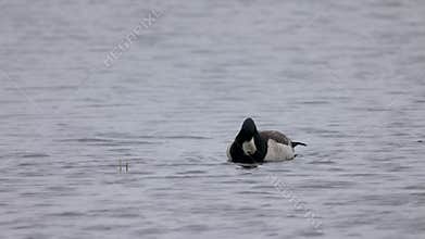 Beautiful black and white goose hunt fish in lakes, rivers, and canals.