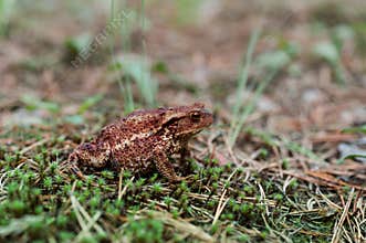 Common toad (bufo bufo) in forest