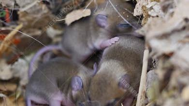 Brood of newborn mice cuddling to each other
