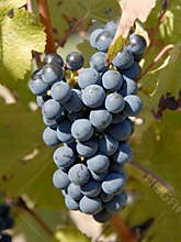 Cabernet Sauvignon Grapes