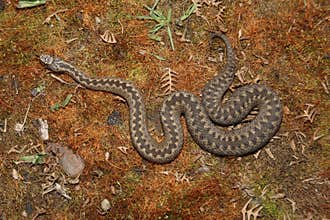 Adder, Vipera berus