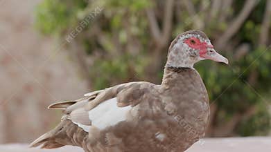 Brown and white muscovy duck with red wattles standing in profile in a city park, enjoying the sun and looking for food