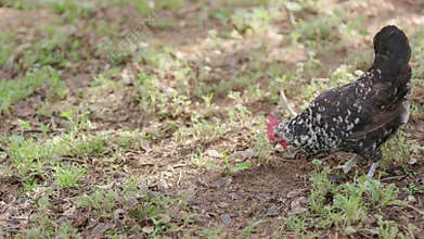 Happy hen forages for food in a lush farm field on a sunny day, its feathers glistening in the sunlight